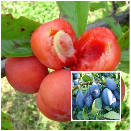 Prun Duo Roditor - Prun Jamaica Coacere Timpurie-Medie cu Prun Stanley Tarziu