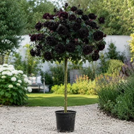 Trandafir Pomisor Negru - La Ghiveci