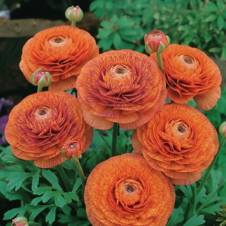 Ranunculus Striped Orange