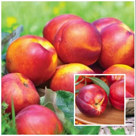 Nectarin Duo Roditor - Fire Earth Coacere Timpurie Cu Nectarin Andosa Coacere Tarzie