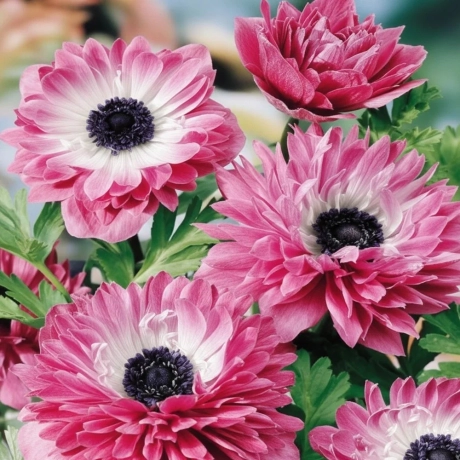 Bulbi de Anemone Rose Bicolor