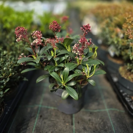Liliac Japonez - Skimmia Japonica Red la Ghiveci