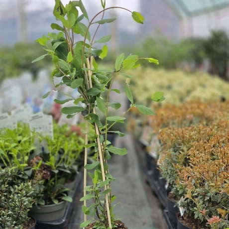 Caprifoi Mâna Maicii Domnului Variegata la Ghiveci