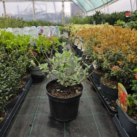 Buddleja Davidii Black Knight