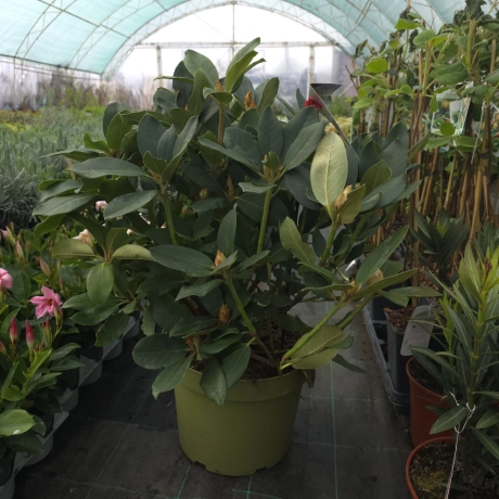 Rhododendron Pushy Purple la Ghiveci