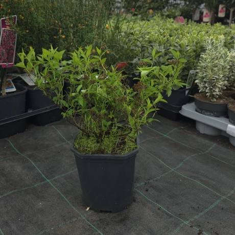 Spiraea - Cununiță Japonica June Bride