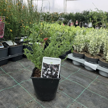 Prostanthera Cuneata la Ghiveci