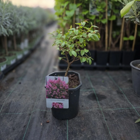 Lagerstroemia Indica - Liliacul Indian Violet la Ghiveci