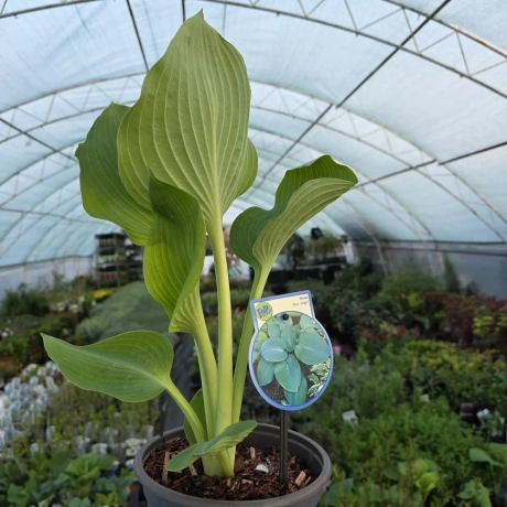 Hosta - Crin de toamna Aureomarginata