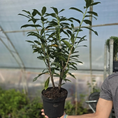 Laur Englezesc - Prunus Laurocerasus Novita la Ghiveci
