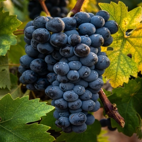 Vita de vie Marechal Foch la Ghiveci
