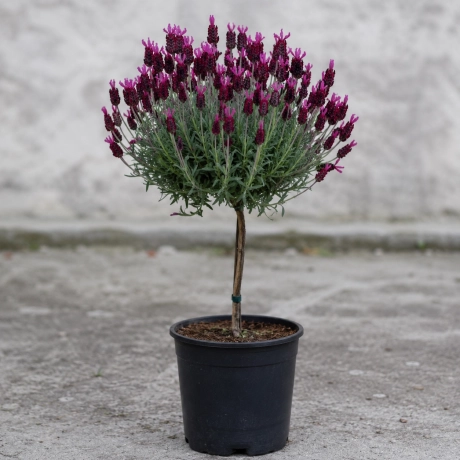 Lavanda Pomisor Altoita - Bordo