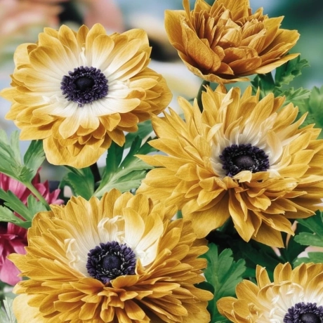 Bulbi de Anemone Golden Eye