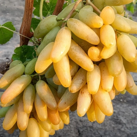 Vita De Vie Banana - La Ghiveci