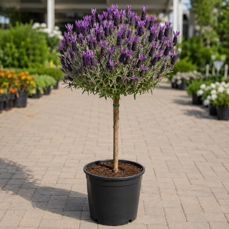 Lavanda Pomisor Anouk la Ghiveci