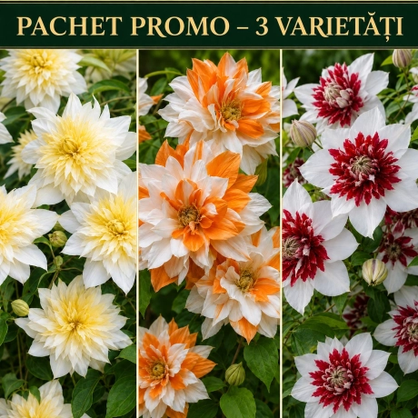Pachet Promo - Clematis