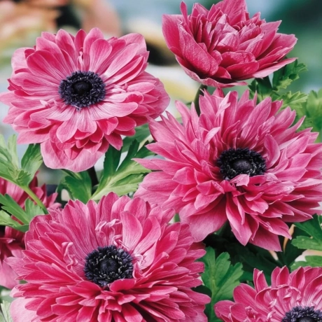 Bulbi de Anemone Mr. Fokker