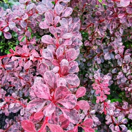Dracila - Berberis Pink Perfection la Ghiveci