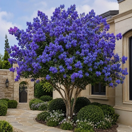 Lagerstroemia Indica - Liliacul Indian Albastru la Ghiveci