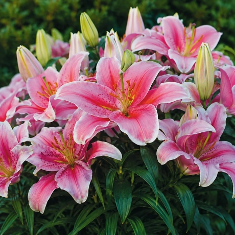 Bulbi de Crini Pink Mystery