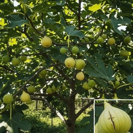 Pom fructifer - Smochin Royal White la Ghiveci