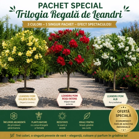 Pachet PROMO Leandru Tip Pomisor
