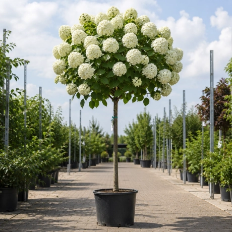 Hortensia Copac -  White Crown