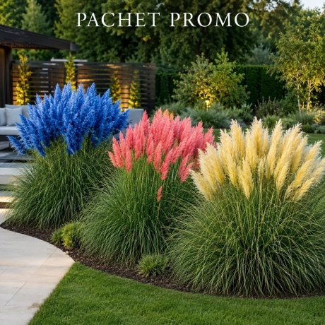 Pachet PROMO Iarba De Pampas