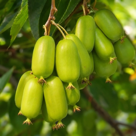 Kiwi Pom Fructifer Hayward - la Ghiveci