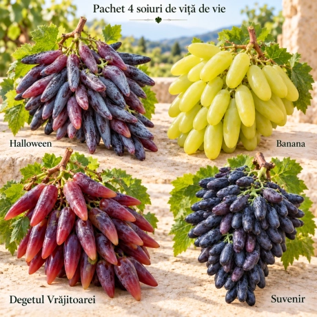 Pachet 4 soiuri de viță de vie – Bijuteriile Viei