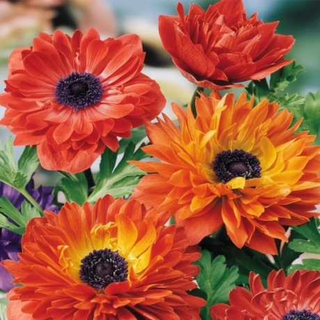 Bulbi de Anemone Hollandia