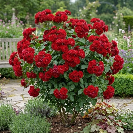Trandafir Floribunda Red -  la Ghiveci