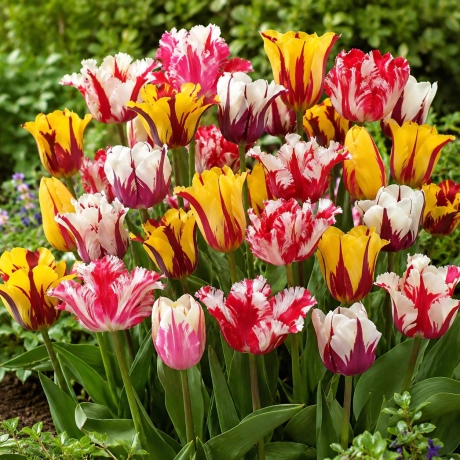 Bulbi de Lalele Double Late Tulips Mix