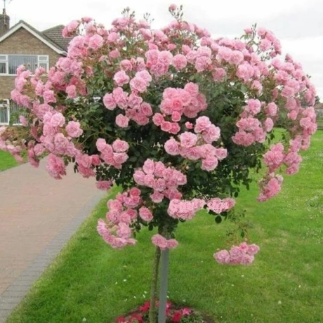 Trandafir Pomisor Plangator Pink