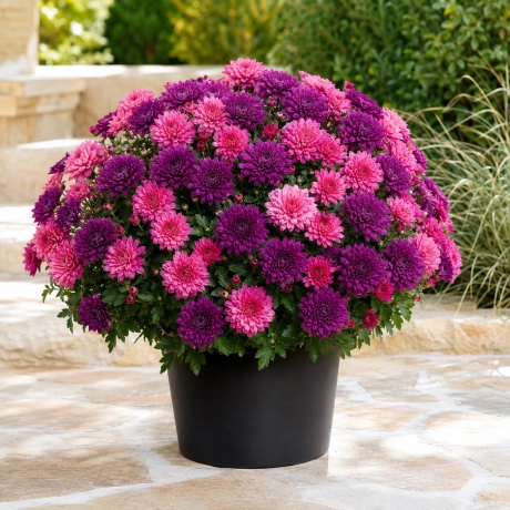 Crizantema Bicolora Purple Pink Dream