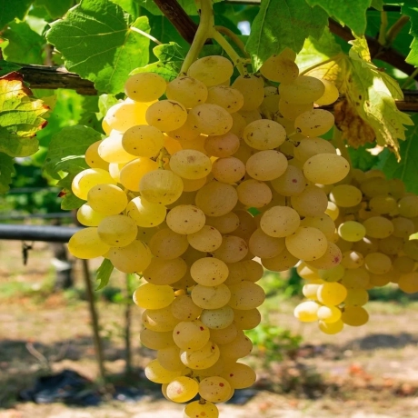 Vita de vie Sauvignon Blanc la Ghiveci