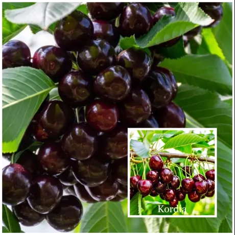 Cires Duo Roditor - Regina Coacere Tarzie cu Kordia Coacere Timpurie