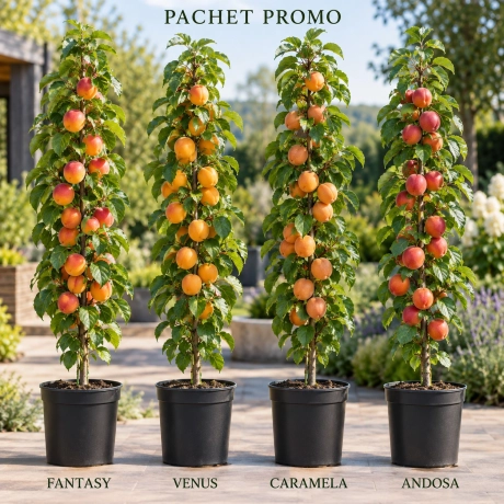 Pachet Promo - 4 Nectarini Columnari Premium