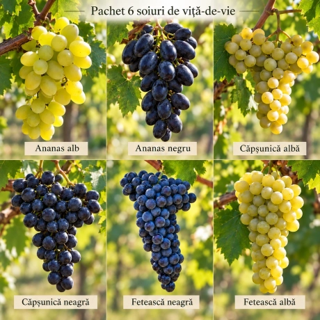 Pachet 6 soiuri de viță-de-vie – Arome de Altădată
