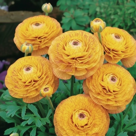 Ranunculus Golden Striata