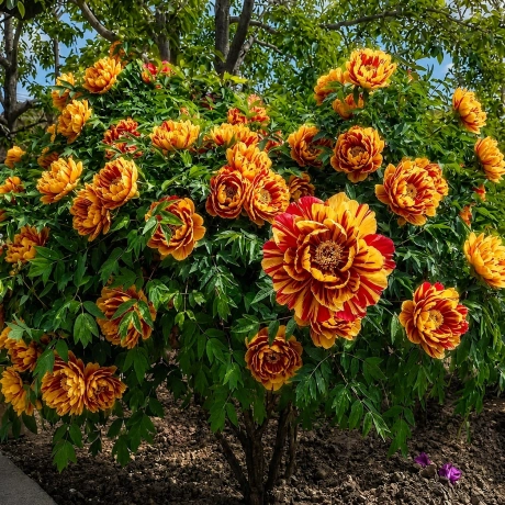 Bujor Arbustiv - Rubra Spira