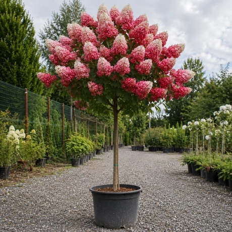 Hortensie De Gradina King-s Red Copac la Ghiveci
