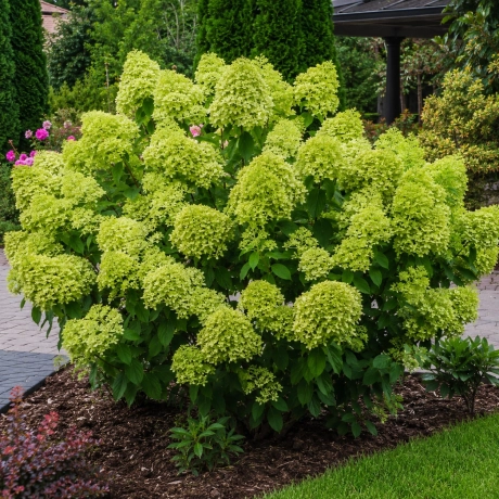 Hortensia paniculata Limelight la Ghiveci