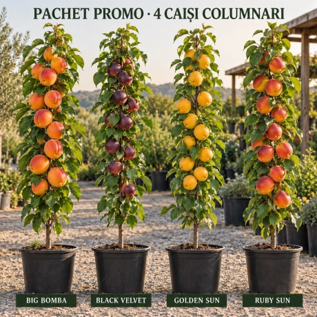 Pachet Promo - 4 Caisi Columnari Premium