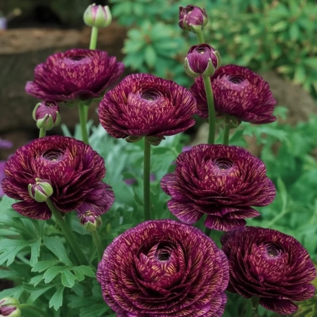 Ranunculus Tiger Purple