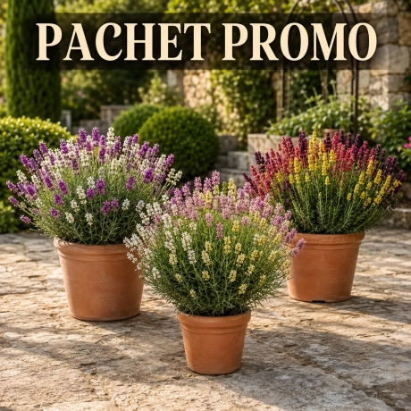 Pachet Trio Lavanda - 3 Bucati, La Ghiveci
