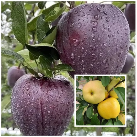 Mar Duo Roditor - Mar Black Diamond Coacere Tarzie cu Golden Super Coacere Timpurie