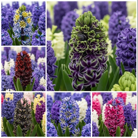 Pachet PROMO Bulbi de Zambile - Hibrid