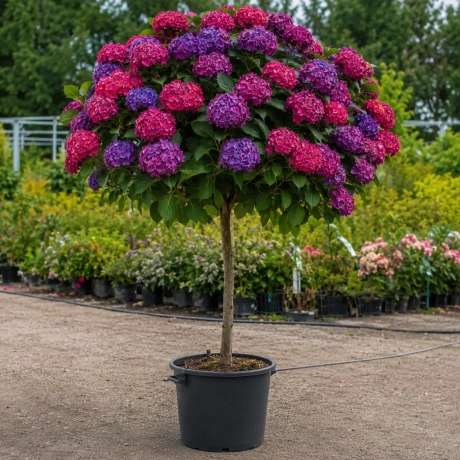 Hortensia Copacel - Royal Fuchsia