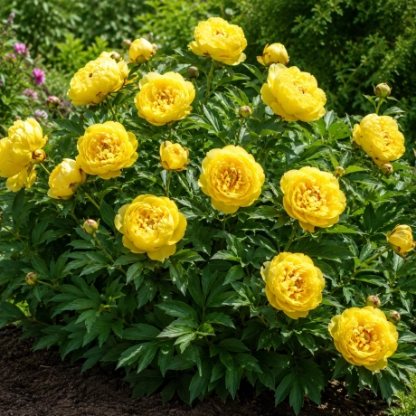 Rizomi de Bujor yellow